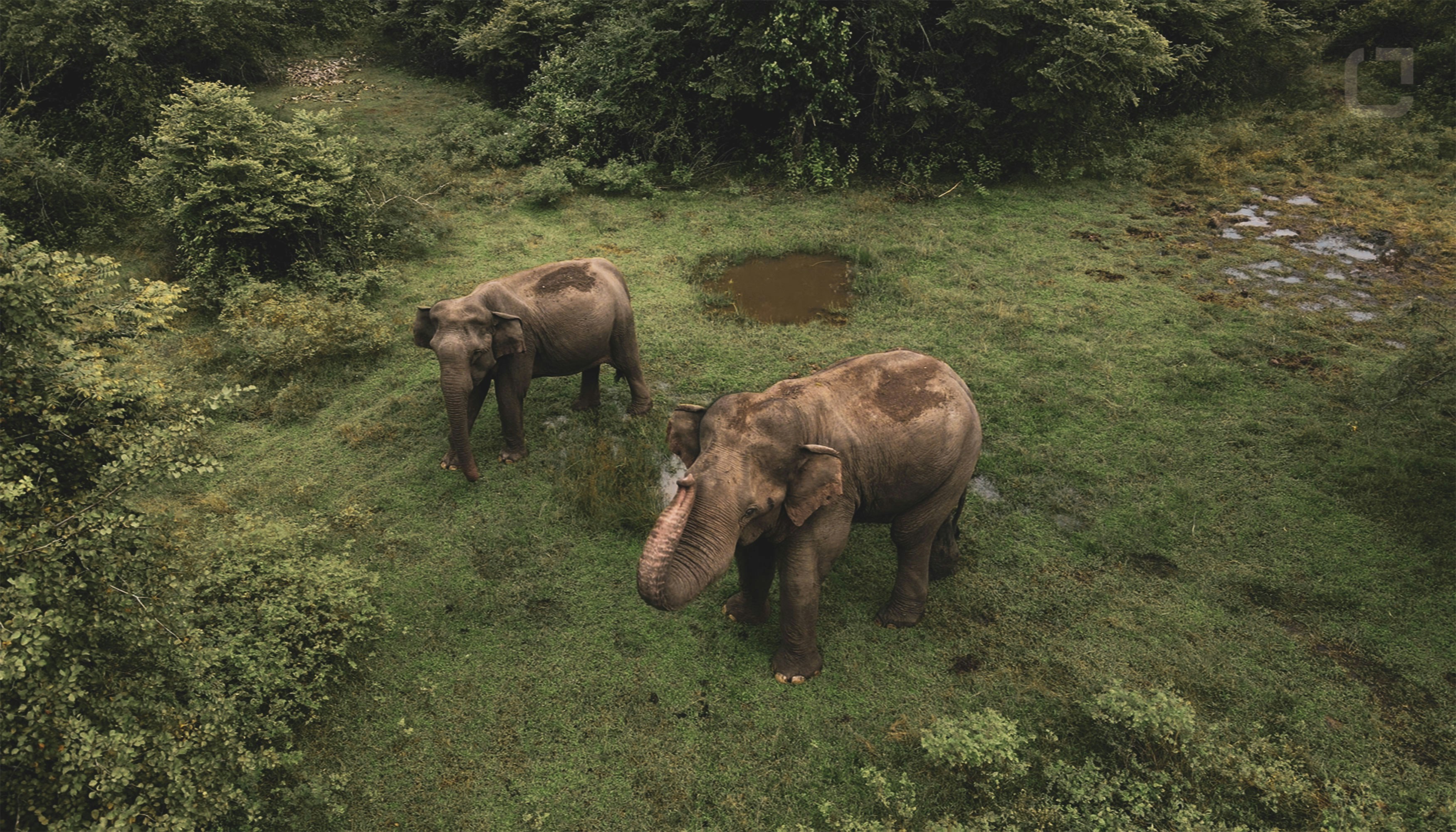 Elephant Herds Viewing