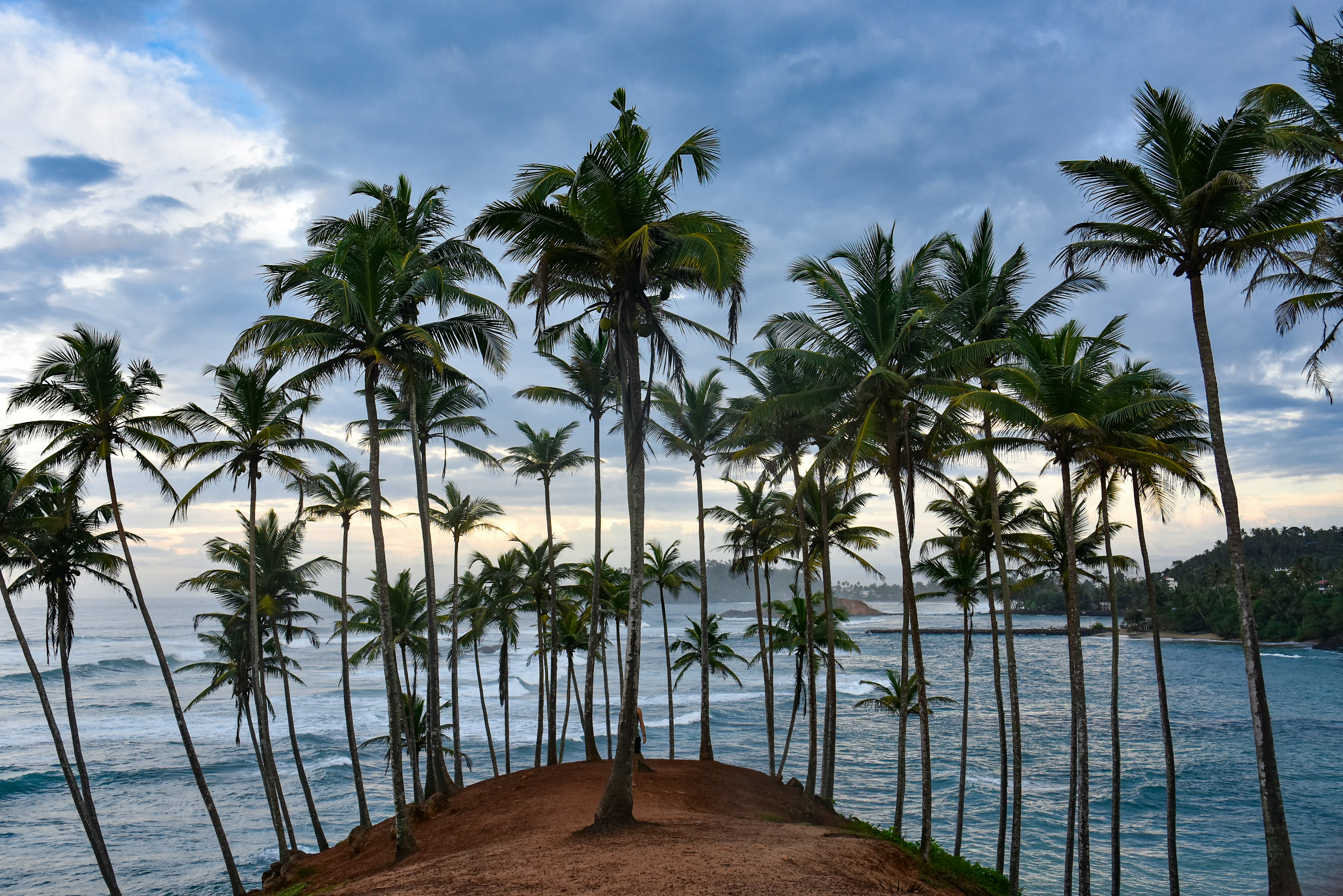 Coconut Tree Hills