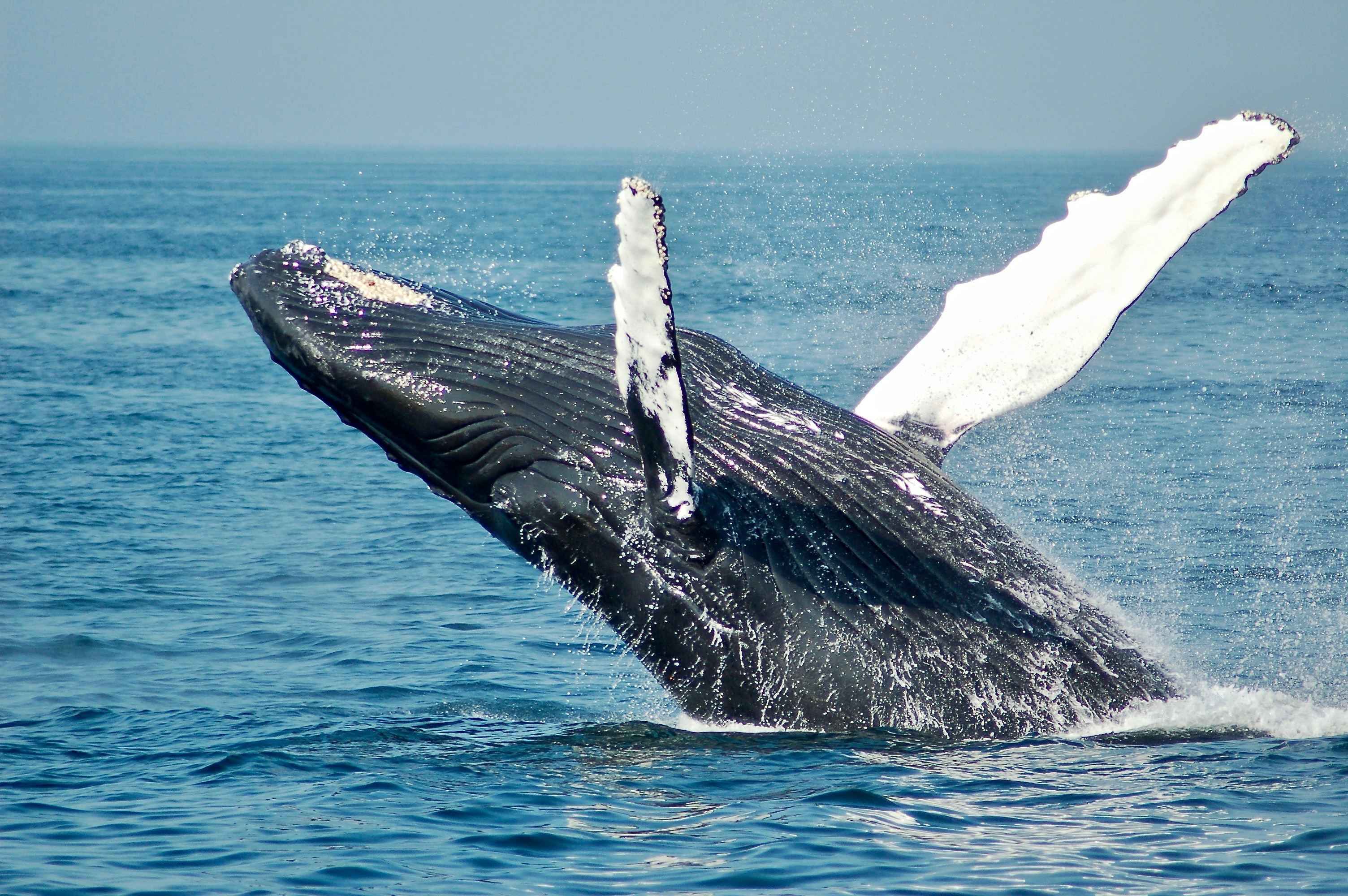 Blue Whale Watching