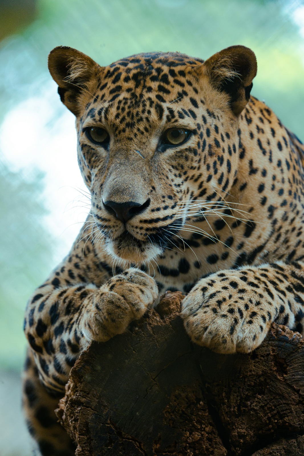 Leopard Safari