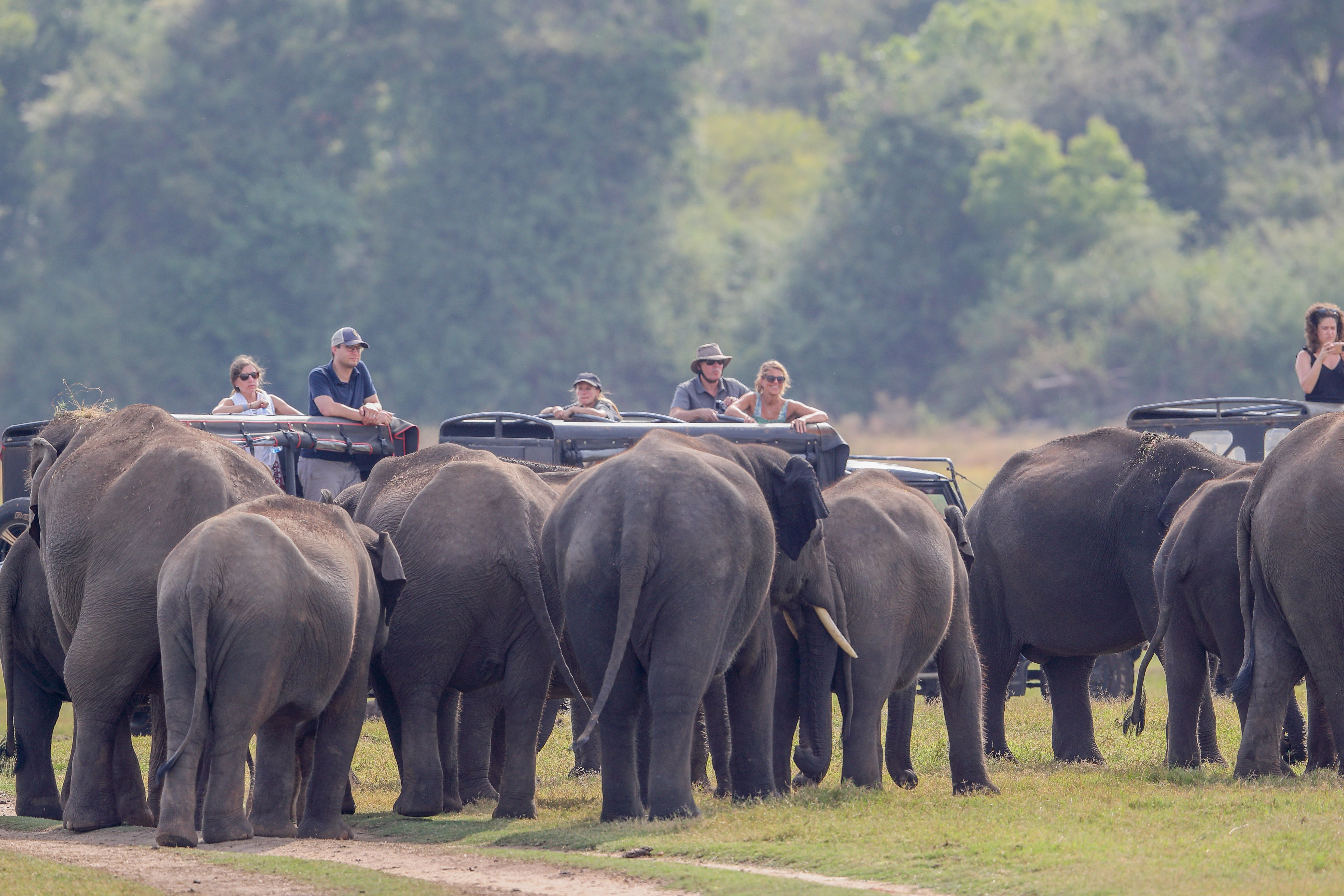 Wild Sri Lanka Safari